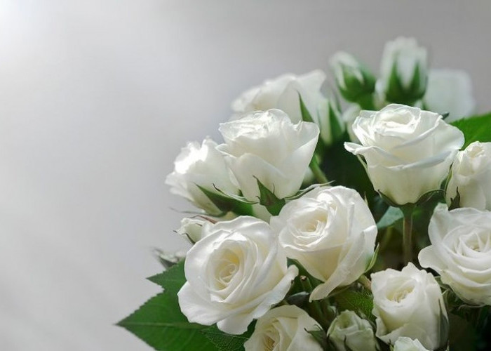 6 Fakta Menarik Bunga Mawar Putih, Mewakili Kemurnian