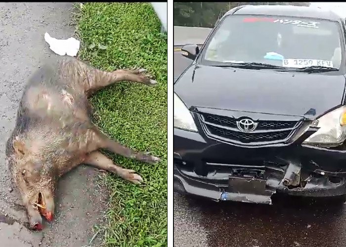 Video Mobil Tabrak Babi Hutan di Jalan Tol Dinarasikan di Cipali, Ternyata di Sini Lokasi Sebenarnya