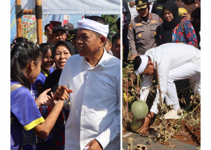 Datang ke Desa Ciawijapura Cirebon, KDM Borong Melon 2 Ton 