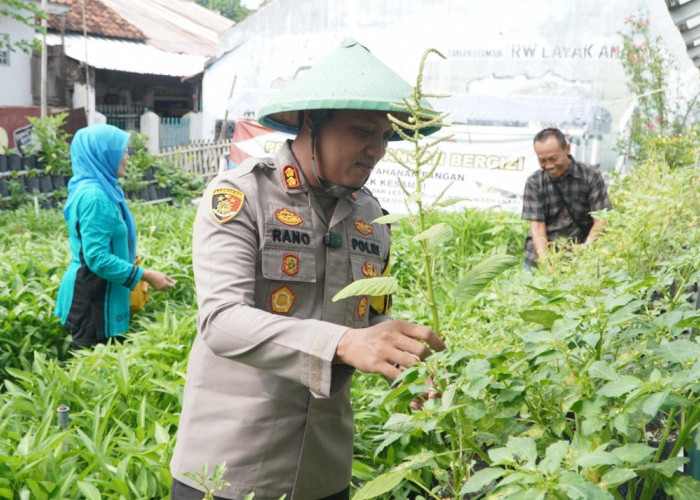 Hadiri Panen Kangkung dan Cabai, Kapolres Ciko Dukung Program Ketahanan Pangan