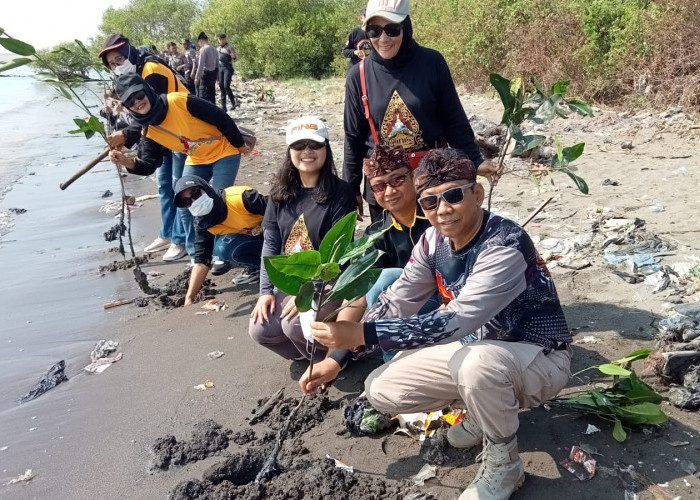 Jaga Pantai Cirebon, 10 Ribu Pohon Mangrove Ditanam