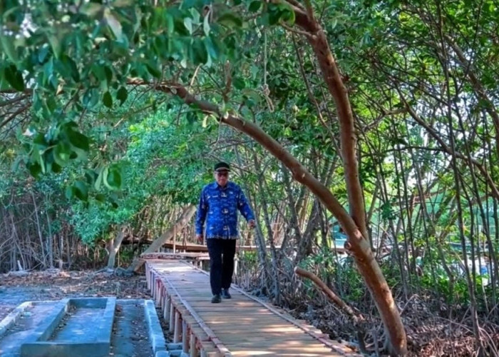 Hutan Mangrove Ambulu Cirebon Dikembangkan Jadi Ekowisata dan Pusat Edukasi