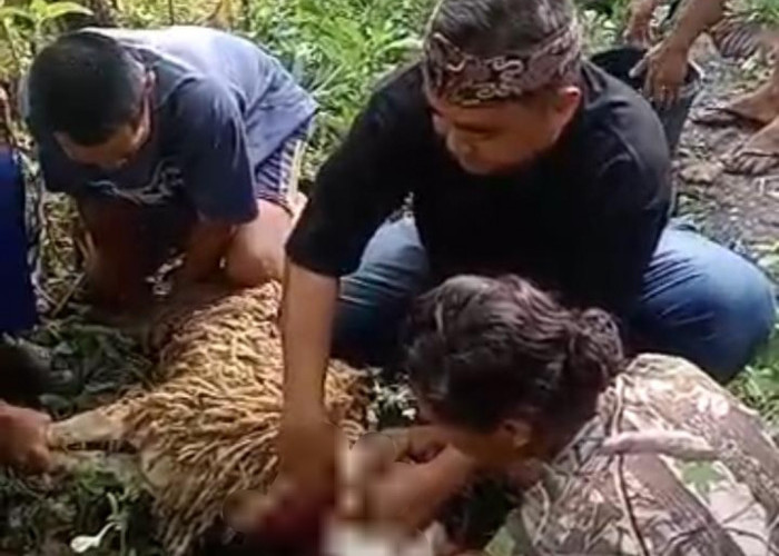 Semangat Berbagi di Iduladha, Yayasan Al Mumtaz Distribusikan 8 Hewan Kurban