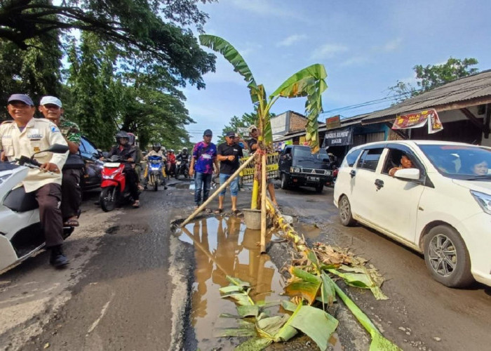 Viral! Jalan Kanci-Sindanglaut Rusak Parah, Warga Tanam Pohon di Lubang Jalan