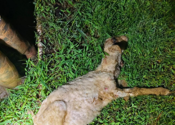 11 Kambing di Japara Kuningan Dimangsa Hewan Buas, Diduga Serangan Ajag