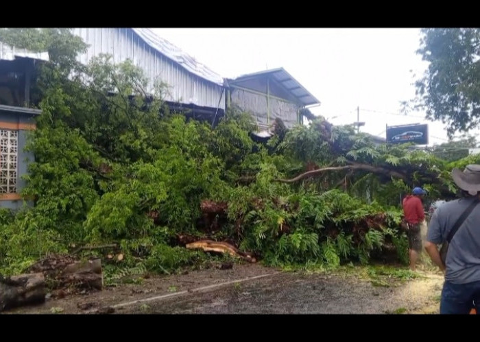 Berusia Ratusan Tahun, Pohon Asem di Sampora Kuningan Tumbang Menimpa Bangunan Cucian Mobil