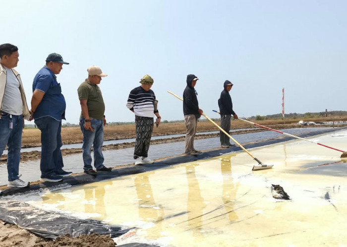 Petani Garam Pengarengan Keluhkan Geomembran Tipis, Produksi 2026 Capai 3.000 Ton