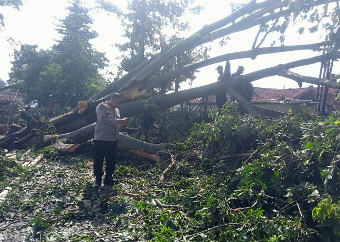 Angin Puting Beliung Terjang Mertasinga Cirebon, 128 Rumah Rusak, Ratusan Warga Terdampak