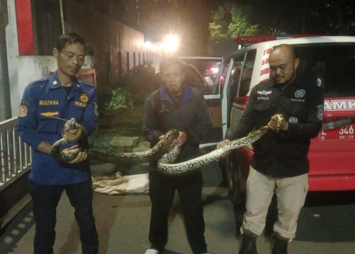 Ular Sanca 3 Meter Gegerkan Warga Kuningan, Muncul di Trotoar Awirarangan