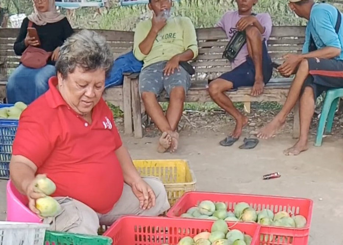 Mangga Gedong Gincu Indramayu Resmi Menyandang Sertifikat Indikasi Geografis