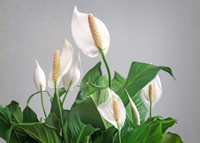 5 Tanaman Hias Pembawa Keberuntungan, dari Money Tree hingga Lucky Bamboo yang Sarat Makna Simbolis