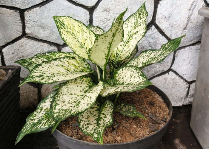 Serasa Daun Dilukis Seniman, 7 Tanaman Hias Ini Punya Corak Unik untuk Mempercantik Sudut Ruangan