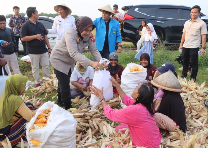Polresta Cirebon Laksanakan Panen Jagung Ketahanan Pangan