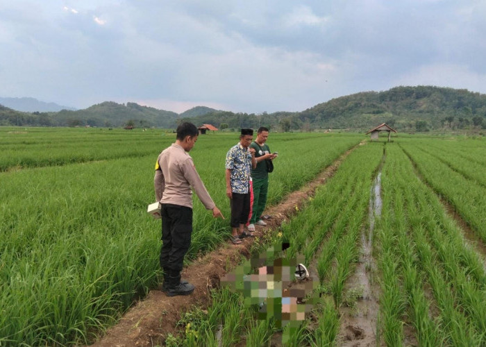 Warga Kuningan Geger, Sopir Ditemukan Meninggal di Area Persawahan Cibeureum
