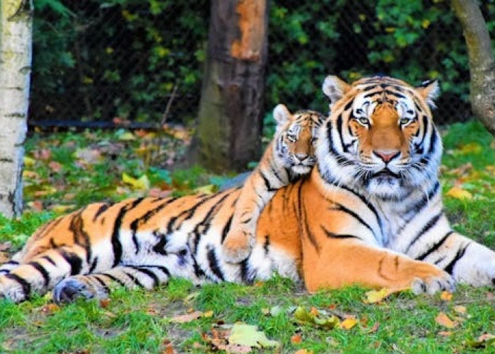 Ih Serem! Seorang Pawang di Taman Hiburan Dreamworld Diserang Harimau, Begini Nasibnya..