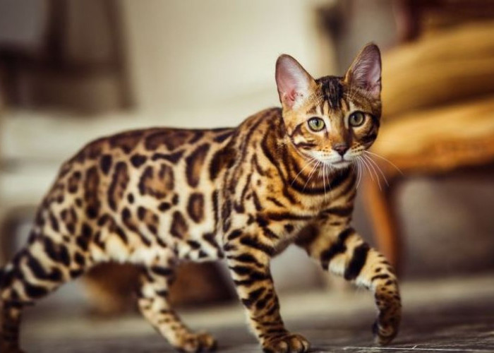 Jadi Hewan Termahal di Dunia, Berikut Fakta Unik Mengenai Kucing Ashera 