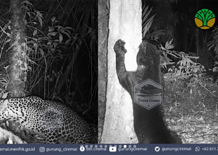 3 Macan Tutul Asli Gunung Ciremai Terpantau Camera Trap, Bukan Rasi, Bukan Slamet Ramadhan