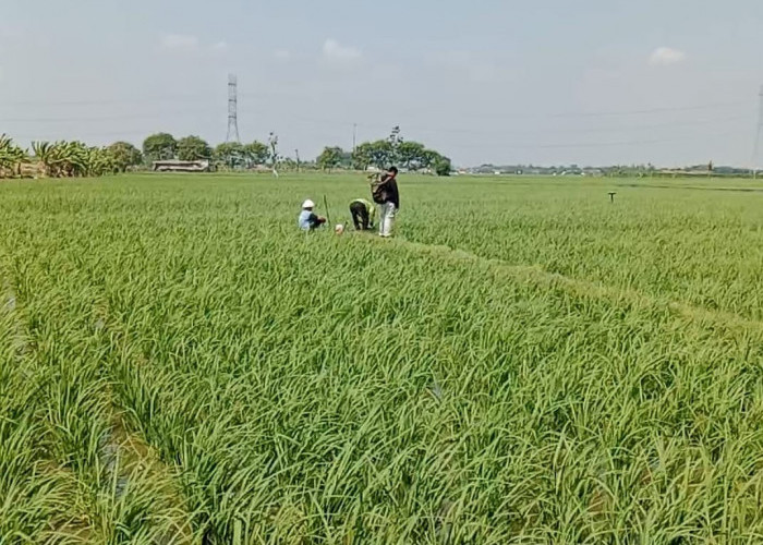 Debit Irigasi Menurun, Belasan Ribu Hektare Sawah Kandanghaur Berpacu Hindari Kekeringan