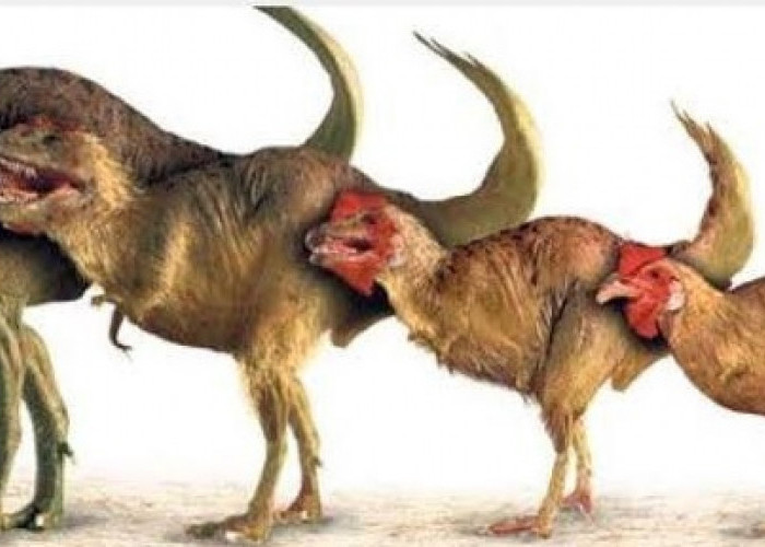 Menarik! Ada 5 Fakta Ayam Adalah 'Saudara' Dinosaurus