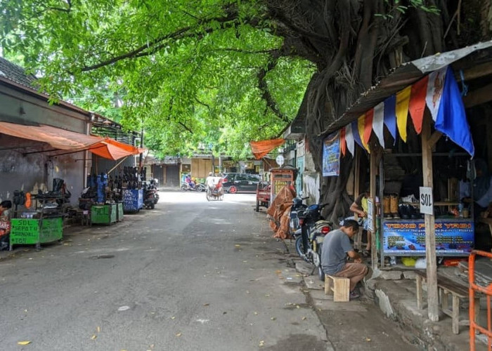 Sejarah Pohon Beringin di Jalan Kebon Belimbing Pekalipan Kota Cirebon