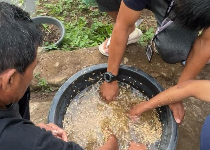 Petani Singkup Kuningan Tanam Padi Varietas Baru, Produktivitas Tinggi dan Hemat Pupuk