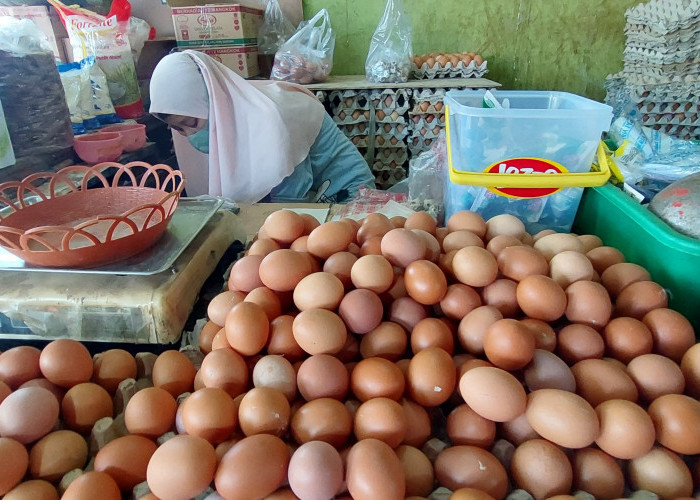 Perumda Pasar Pantau Kenaikan Harga Ayam dan Telur Pascaberoperasinya MBG