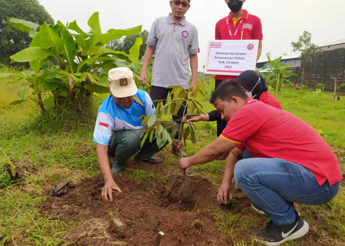 Alfamart Bantu Penghijauan di Desa Lurah Plumbon Kabupaten Cirebon