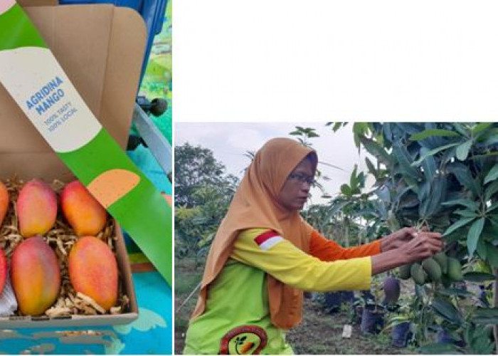 Poktan RW 15 PHS Sukses Budidayakan Mangga Agri Gardina