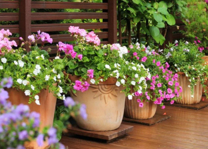 6 Tanaman Hias Outdoor Cocok Ditanam di Rumah, Bisa Mempercantik Teras Tanpa Makan Banyak Ruang