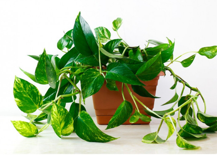 Rumah Jadi Sejuk Tanpa AC! 5 Tanaman Ini Diam-Diam Bersihkan Udara dan Bawa Keberuntungan