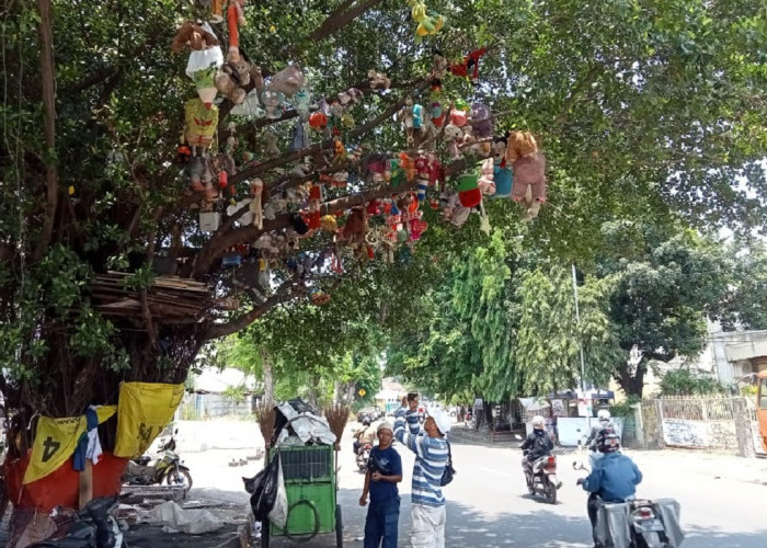 Puluhan Boneka Digantung di Pohon Beringin Jalan Perujakan Menarik Perhatian Warga, Seni atau Mistis? 