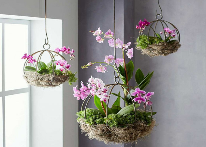 Punya Teras Kecil? Coba 6 Tanaman Gantung Pot Minimalis Ini agar Rumah Makin Segar dan Estetik