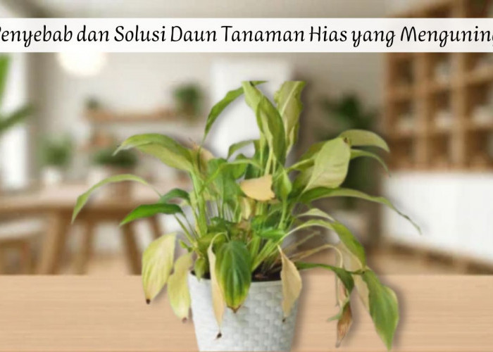 Daun Tanaman Hias Menguning? Ini 6 Penyebab dan Cara Mengatasinya