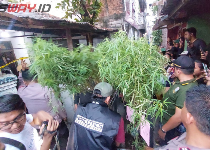 AJ Nekat Jual Ganja di Rumah, Bibit Beli Online, Sempat Jual Paket Rp 50 sampai 100 Ribu