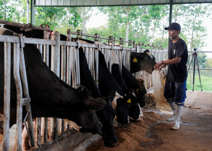 Peternakan Sapi Perah Cuan Besar Berkat Program MBG