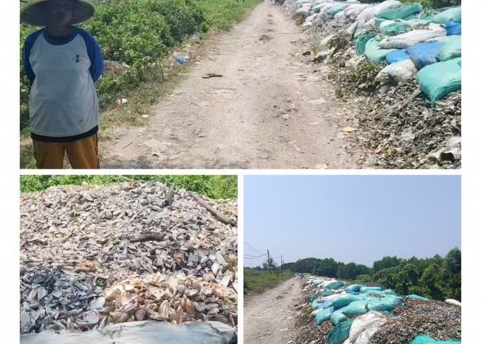 Tumpukan Limbah Cangkang Kerang Hijau Cemari Desa Mertasinga, Warga Resah