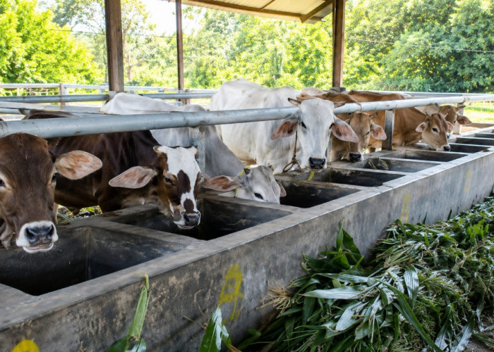 Heboh 41 Sapi Pemkab Cirebon Gagal Terjual, DPRD Sebut Salah Perencanaan