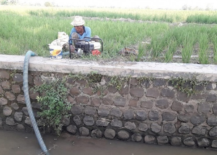 Kekeringan di Majalengka Mengancam Ribuan Hektare Lahan Pertanian