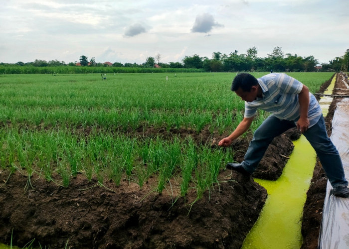 BUMDes Japura Bhakti Budidaya Bawang dan Melon untuk Perkuat Ketahanan Pangan