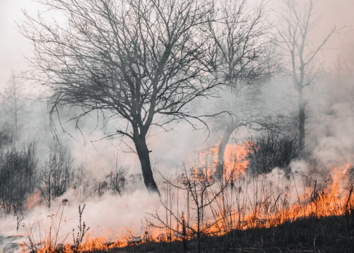 Soal Perusahaan Pembakar Hutan, Pejabat Singapura Ladeni Tantangan Mantan Mendag