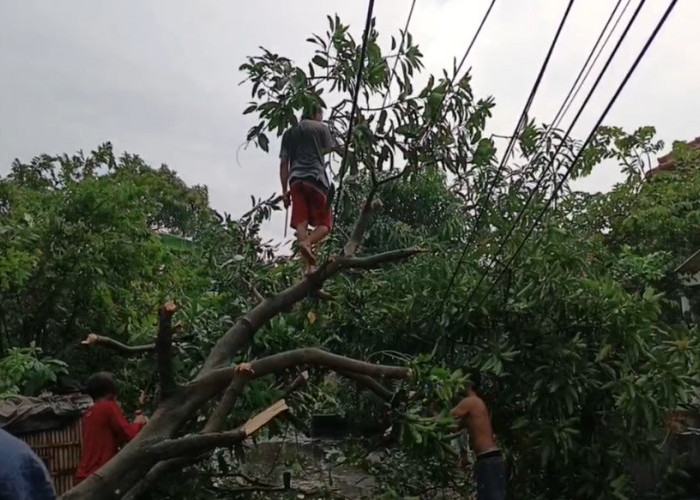 Cuaca Ekstrem di Cirebon! Puting Beliung Robohkan Puluhan Pohon di Desa Grogol