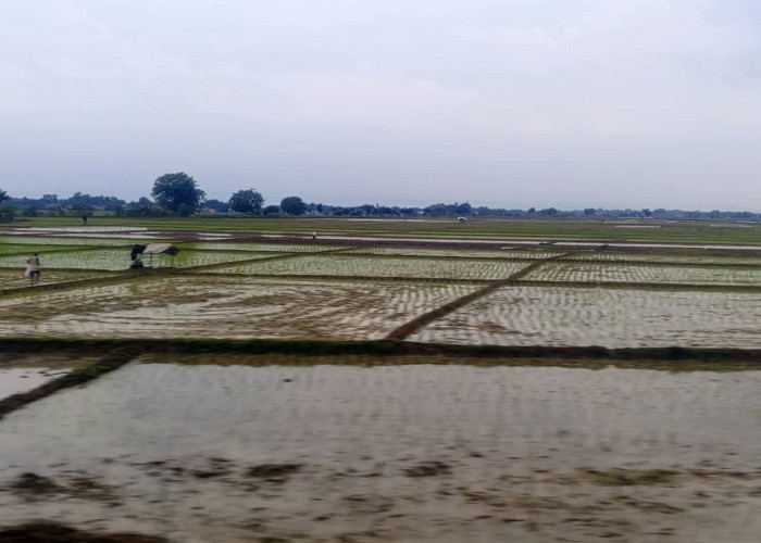Lapangan Kerja Formal Terbatas, Inilah Solusi dari Kepala Dislakan Kabupaten Kuningan, Simak Penjelasannya