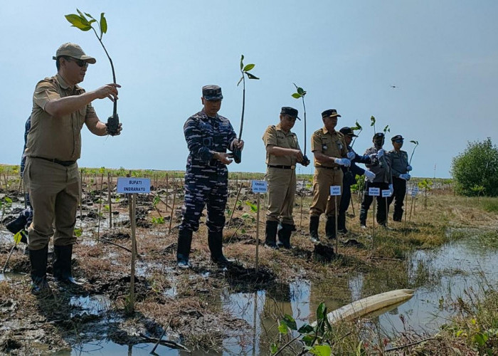 Hari Mangrove Sedunia, Lanal Cirebon Lakukan Hal Ini di Indramayu