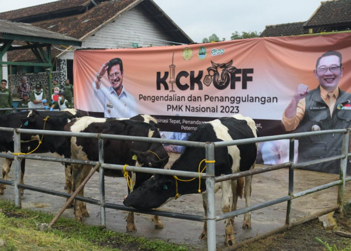 Kendalikan dan Penanggulangan PMK, Jawa Barat Lakukan Kick Off