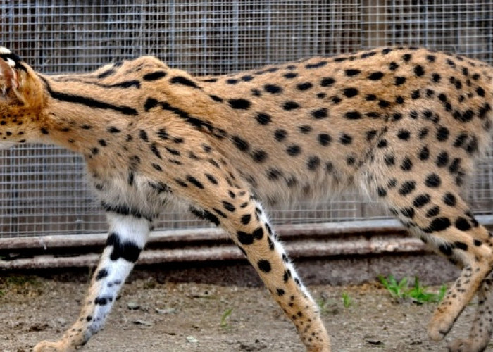 Fakta Unik Kucing Savannah yang Bentuknya Mirip Macan Tutul