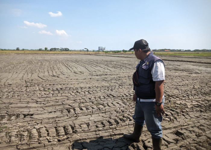 Saluran Irigasi Primer Rusak Karena Longsor, Petani di Gebang Ilir Cirebon Menjerit 