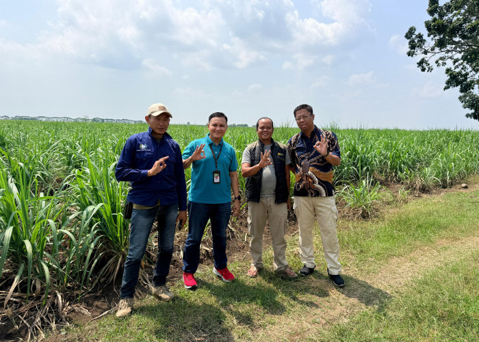 Petani Tebu Cirebon Kembangkan Kebun Benih Tebu 100 Hektare untuk Swasembada Gula