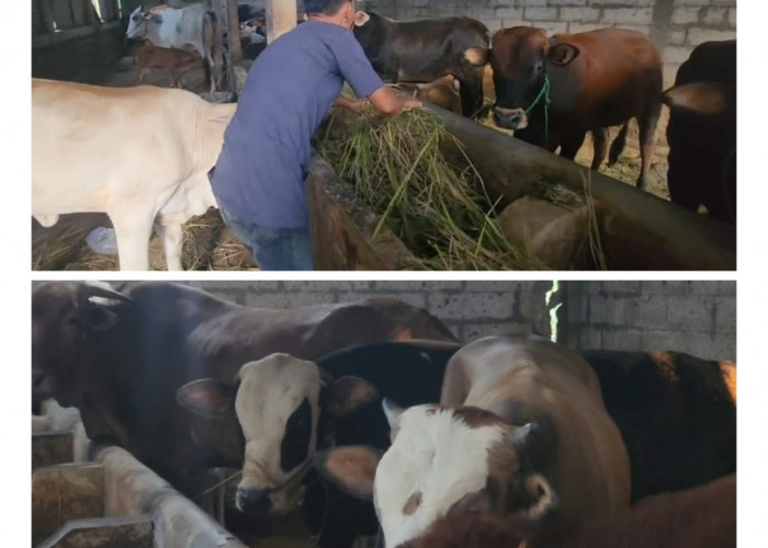 Permintaan Meledak! Sapi Kurban di Cirebon Hampir Ludes Sebulan Sebelum Idul Adha