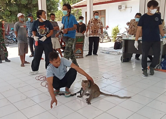 13 Kera Ekor Panjang Diserahkan Pengamen Topeng Monyet demi Bantuan Modal Usaha