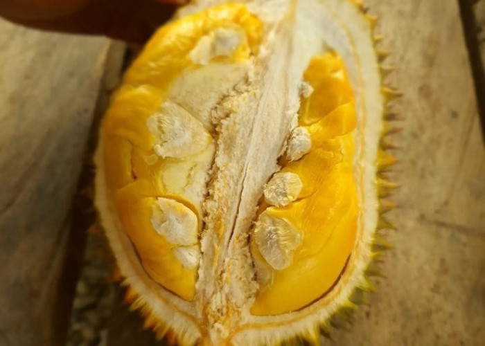 Wajib Dicoba, Ini Dia 5 Jenis Durian Paling Enak di Indonesia